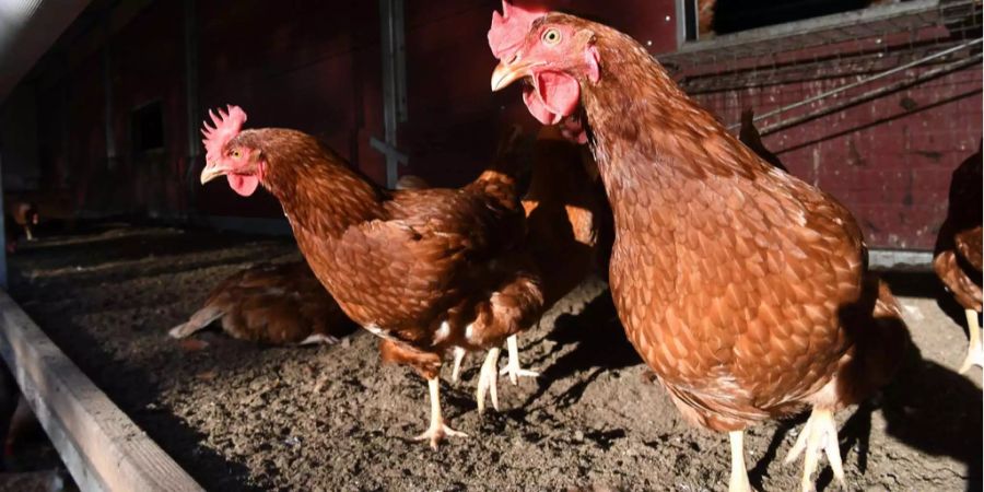 In der Geflügelfarm sei es zu plötzlichen Todesfällen gekommen.