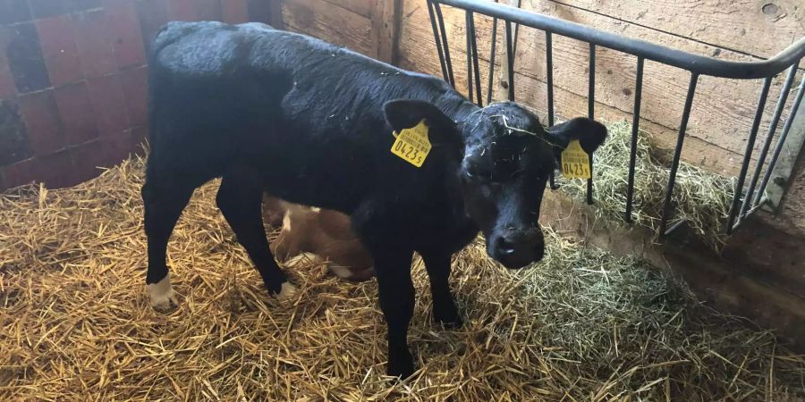 Ein Kalb auf dem Landwirtschafts-Betrieb von SVP-Nationalrat Andreas Aebi.