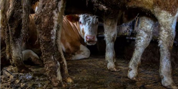 Courgevaux FR - Anzeige wegen mehrfacher Tierquälerei