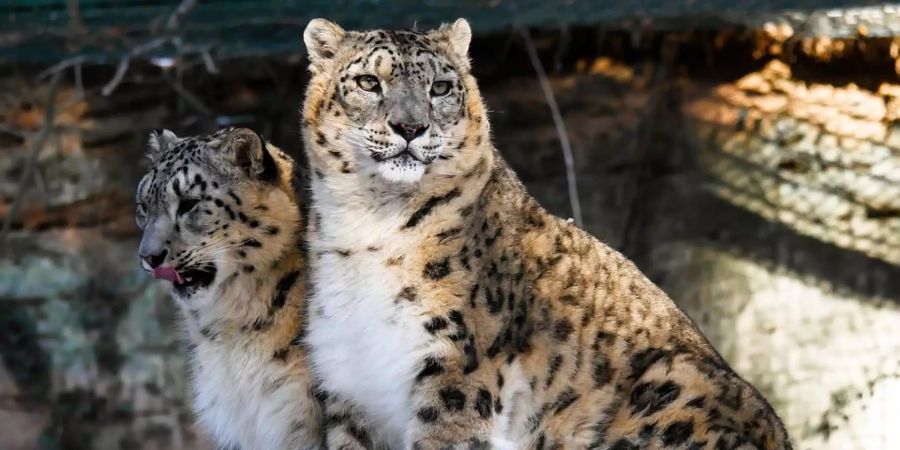 Zwei Persische Leoparden machen nun die russische Natur unsicher (Symbolbild).