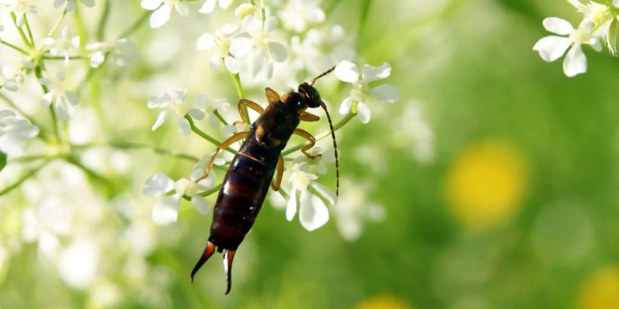 Der offene Flügel des Ohrwurms ist zehnmal grösser als der geschlossene. So schafft es das Insekt, zu fliegen.