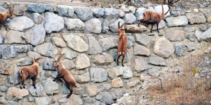Steinbock Spotting In Pontresina