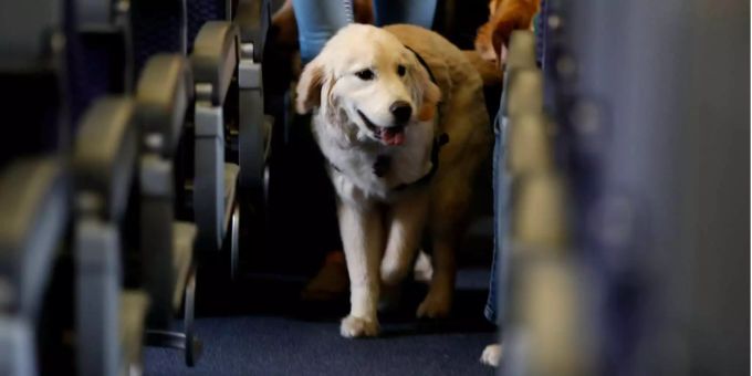 Die amerikanische Fluggesellschaft United Airlines machte schon wieder einen Fehler beim Transport eines Hundes (Symbolbild). Die amerikanische Fluggesellschaft United Airlines machte schon wieder einen Fehler beim Transport eines Hundes (Symbolbild).