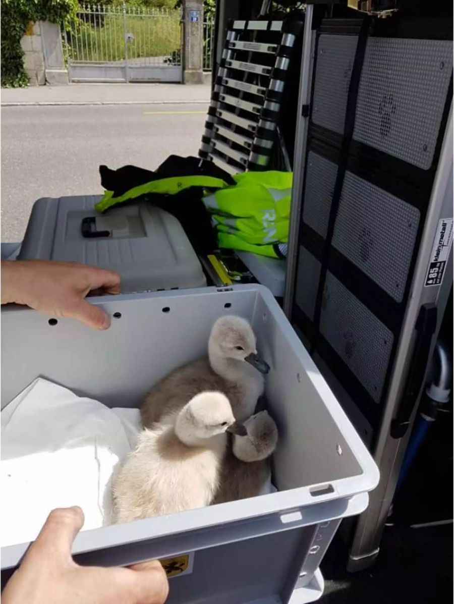 Jetzt werden die acht überlebenden Schwanenbabies in einer speziellen Auffangstation wieder aufgepäppelt.