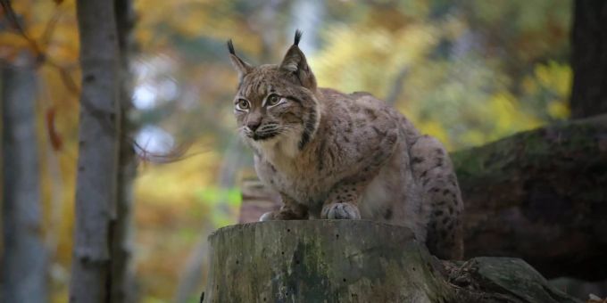 Uni Zürich - Raubtiere im Zoo gebären zur gleichen Zeit wie wilde Artgenossen