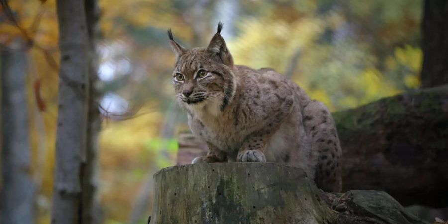 Der kanadische Luchs hält sich auch in Gefangenschaft an eng gefasste Fortpflanzungszeiten. Bild: Wildpark Zürich