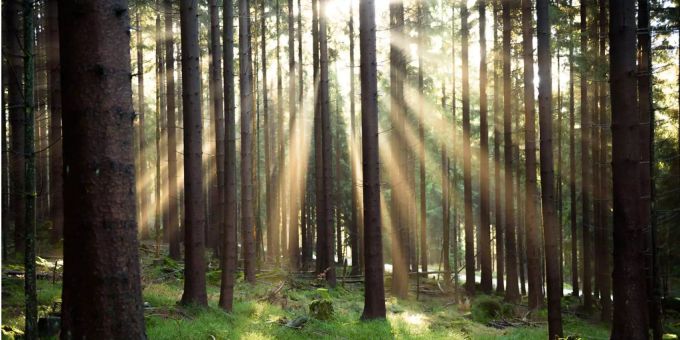 Ein Wald. (Symbolbild) Seengen
