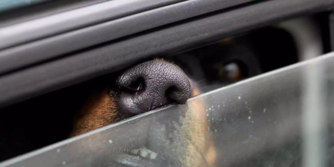 Schon eine Stunde macht aus einem Auto eine Hitzefalle. Schon eine Stunde macht aus einem Auto eine Hitzefalle.