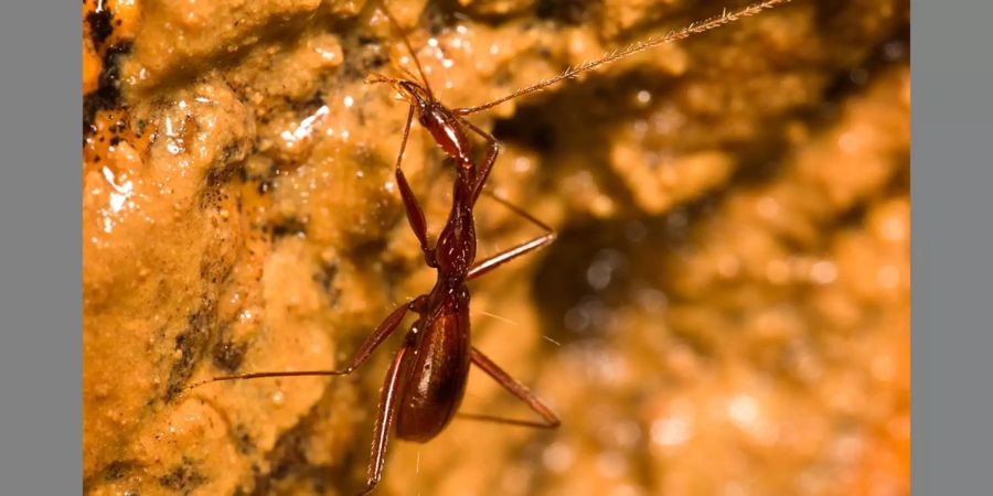 Einen weiteren neuen Käfer entdeckten Forscher in China: «Xuedytes bellus» lebt in ewiger Dunkelheit in tiefen Höhlen. Die etwa neun Millimeter lange Art hat einen deutlich verlängerten Kopf und vorderen Brustbereich.