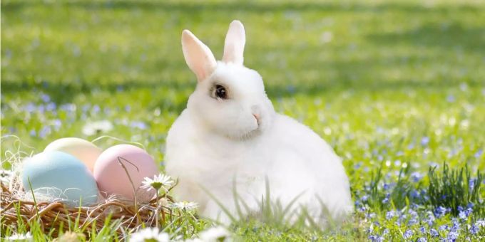 Coop und Migros setzen an Ostern auf Vegan-Trend