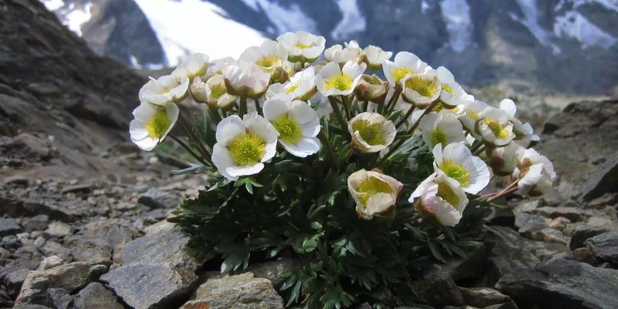 Der Gletscherhahnenfuss ist eine der Pflanzen, die sich im Hochgebirge am wohlsten fühlen. Bild: SLF/Casja Nilsson