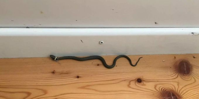 «Mein erster Gedanke war wegrennen» - Schlangen-Schock in Zürcher Wohnung