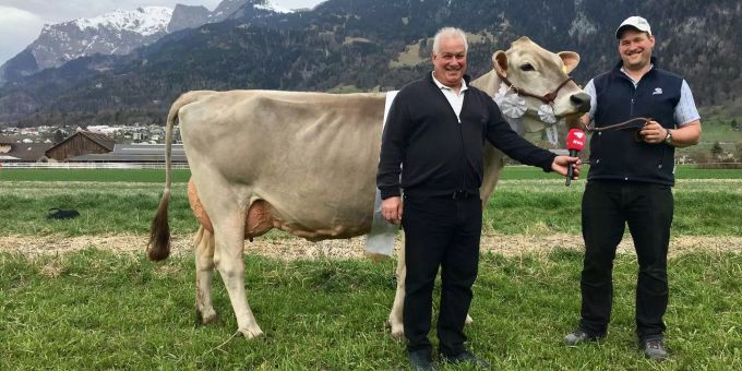 Langer Weg bis zum Krönchen - Kuh Silvia wurde bereits im Kalbsalter trainiert