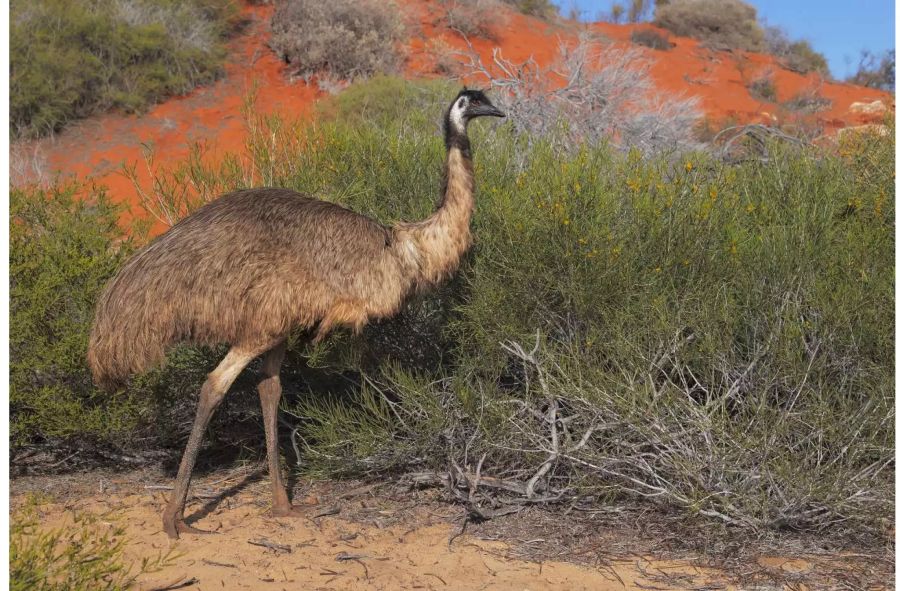 Emus werden fast zwei Meter gross. Bis ins 19. Jahrhundert gab es aber auch kleinere Formen.
Bild: Alamy