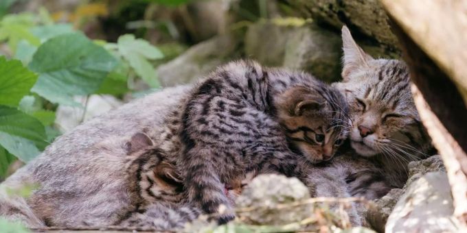 Streng geschützte Wildkatzen in Baden-Württemberg vermehren sich. Wildkatze Südwesten