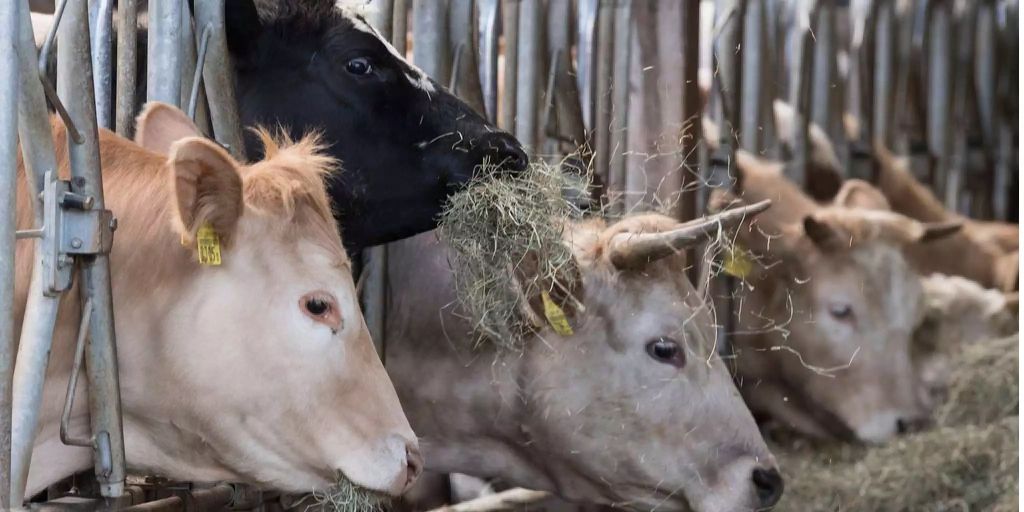 Schweizer Landwirtschaft verursacht Milliarden Umwelt-Kosten