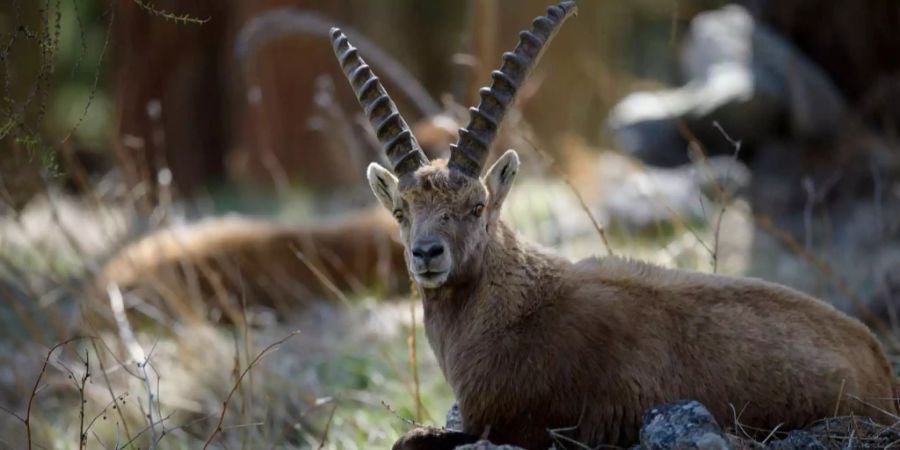 Steinbock in Pontresina. Im Frühling können die Tiere aus nächster Nähe beobachtet werden.