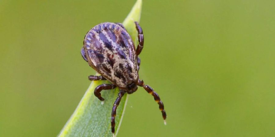 Unbeliebte Gäste: Gerade nach einem Waldbesuch sollte man sich immer auf Zecken untersuchen.