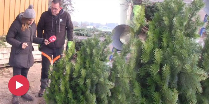 Im Wald von Effretikon ZH - Weihnachtsbaum-Fällen wird neuer Hipster-Trend