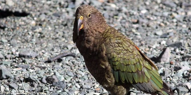 Kea