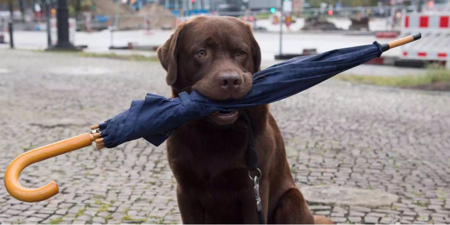 Hundebesitzer sollten beim Gassigehen auf mögliche Giftköder achten.