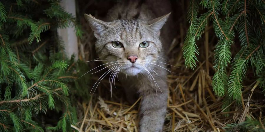 Eine Wildkatze erkundet in einem Wald ihr Auswilderungs-Gehege.