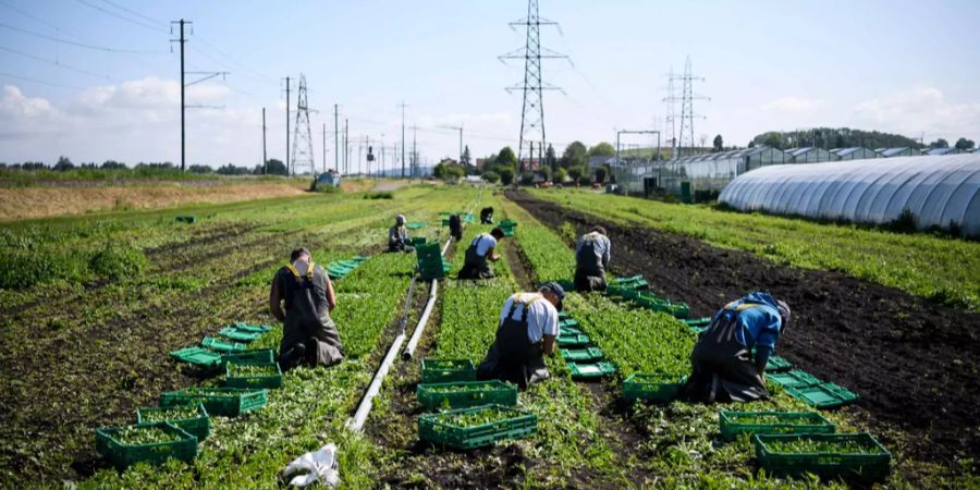 Menschen arbeiten auf einem Feld.