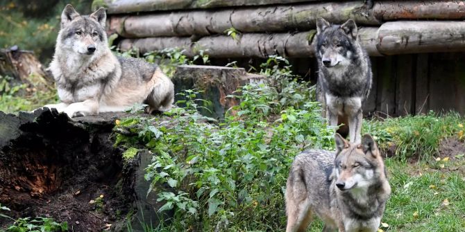 Wölfe stehen in ihrem Gehege im Wildpark Eekholt.