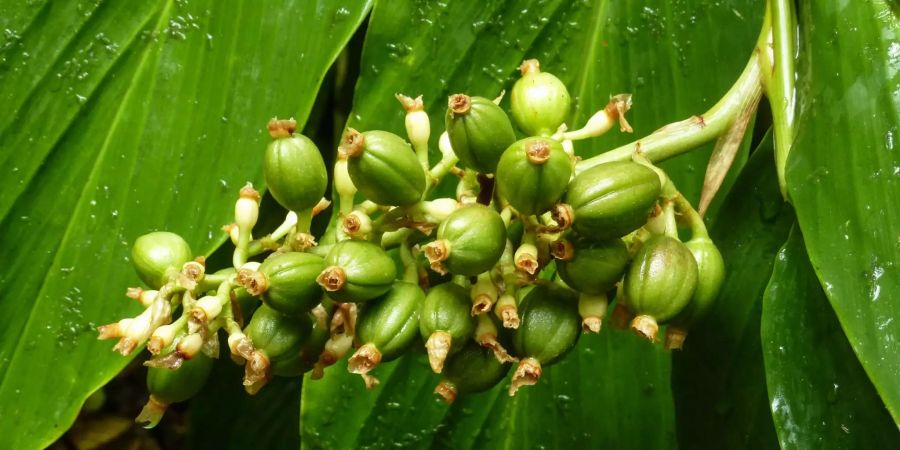 Die Knospen und Blätter einer Kaffepflanze.