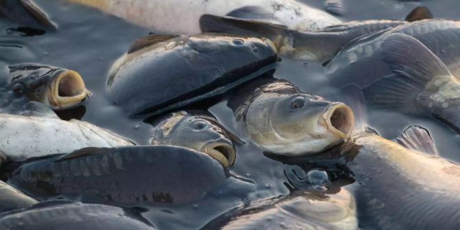 Karpgen, Fisch Neuseeland