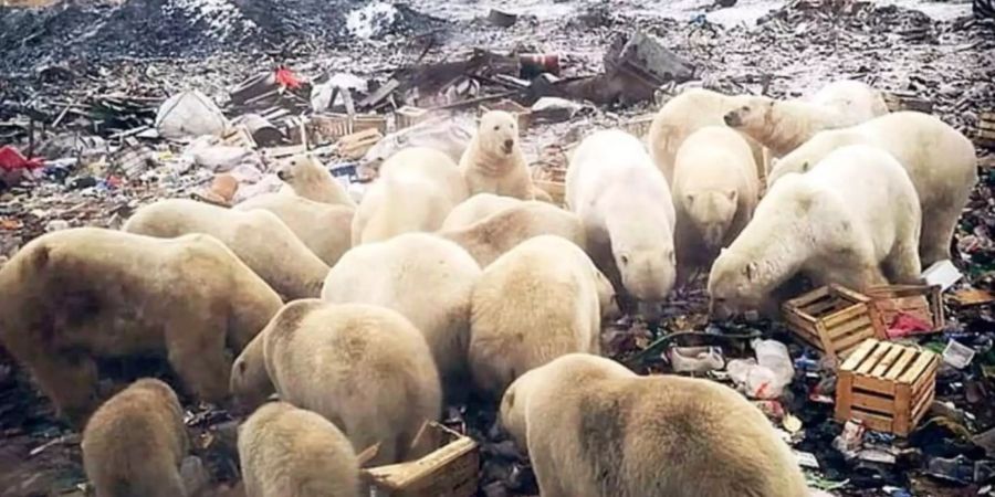 Die Eisbären auf Nowaja Semlja.