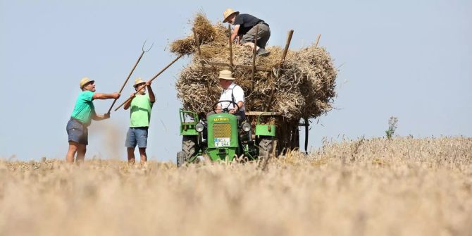 Landwirte beladen Leiterwagen mit Weizen.