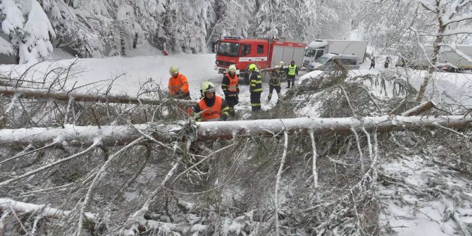 Umgestürzte Bäume liegen in Tschechien auf einer Strasse.