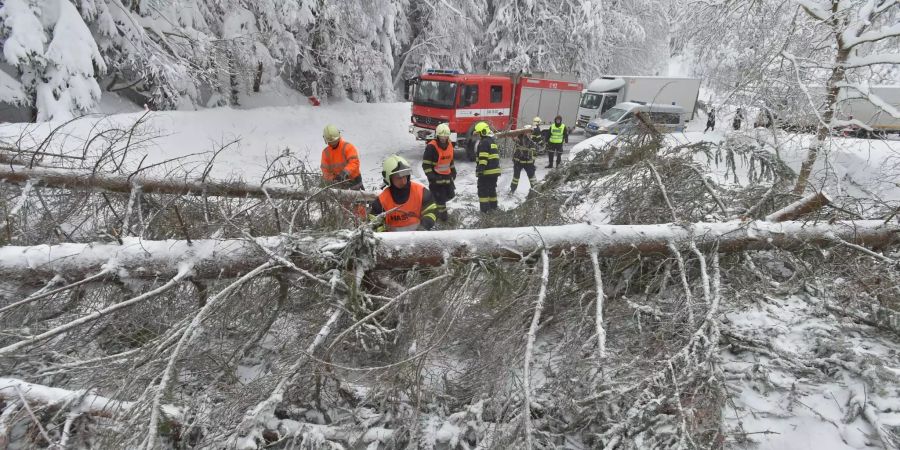 Umgestürzte Bäume liegen in Tschechien auf einer Strasse.