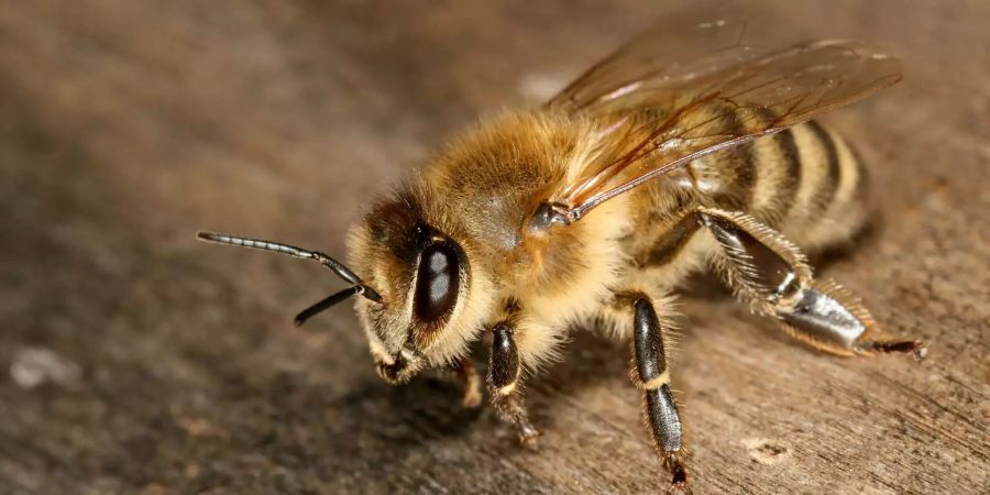 Die Carnica Biene ist eine europäische Honigbienen-Rasse.