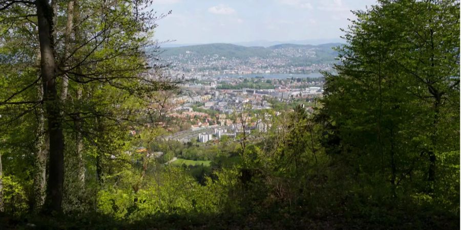 Immer mehr Wölfe streifen durch Zürcher Wälder.