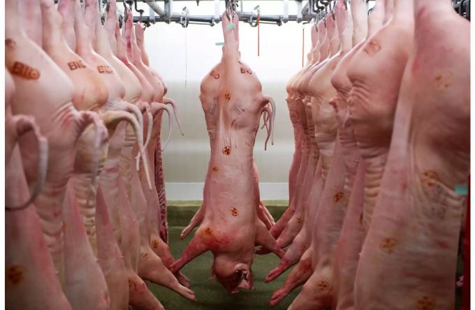 Die Fleischproduktion kann in Massen produzieren und wird subventioniert, weshalb die Produkte billiger verkauft werden können. Fleischproduktion