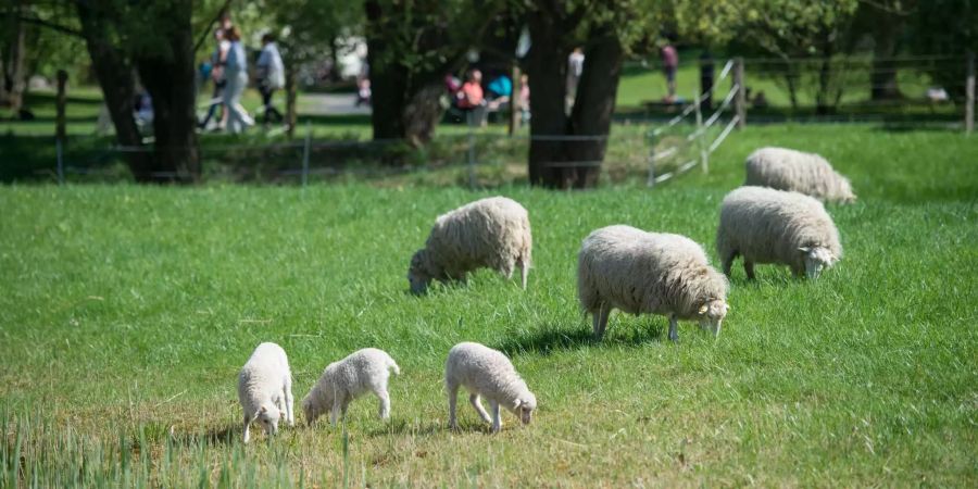 Schafe werden als natürliche Rasenmäher in den Römer Stadtparks eingesetzt.