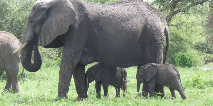 Die Mutter Eloise ist die älteste bekannte Elefanten-Zwillingsmama der Welt. Bild: WCS Tanzania Program