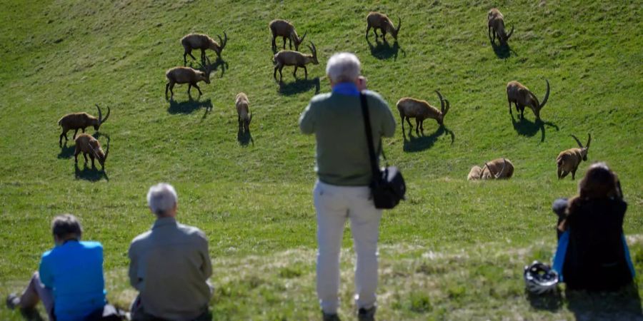 Zahlreiche Besucher strömen nach Pontresina, um die Steinböcke zu bestaunen.