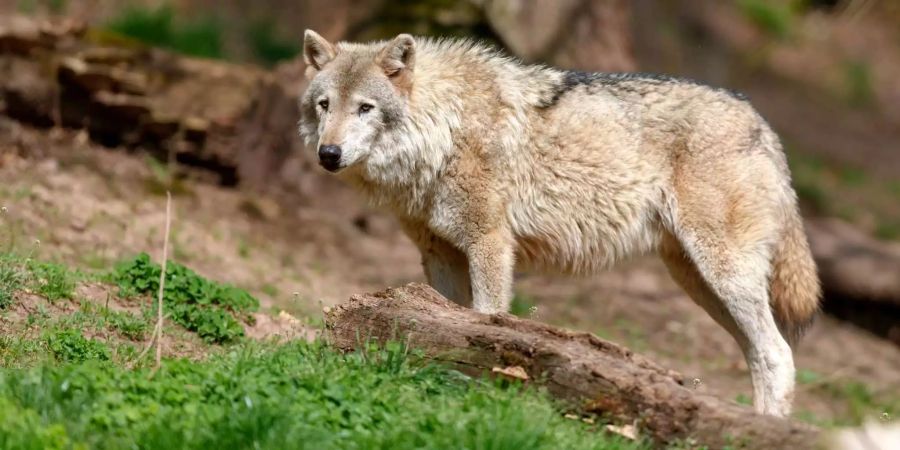 Das Wallis gibt sogenannte Hybrid-Wölfe (Kreuzungen zwischen Wölfen und Hunden) zum Abschuss frei (Symbolbild).