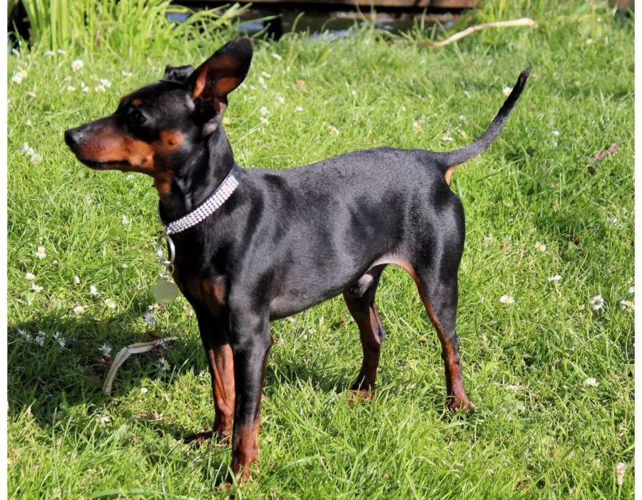 Der Mann band die beiden Rehpinscher an Stahlrohre und warf die Tiere anschliessend ins Wasser (Symbolbild).