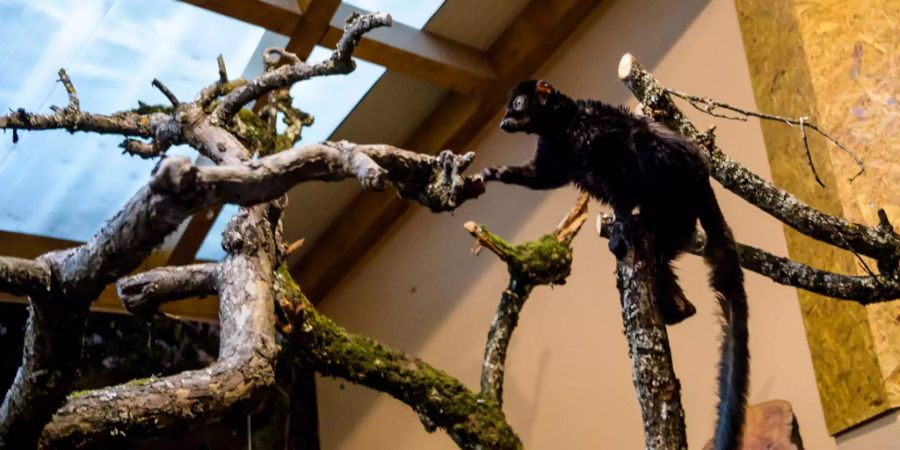 Ein Lemur springt von Ast zu Ast. «Hotdogs, Pommes, Kekse oder Schokolade haben auf dem Speiseplan der Tiere nichts zu suchen», mahnte ein Zoosprecher. (Symbolbild)
