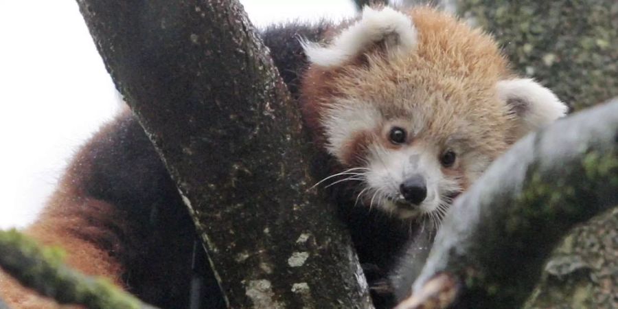 Kleine Pandas – auch Rote Pandas genannt – gelten als vom Aussterben bedroht.