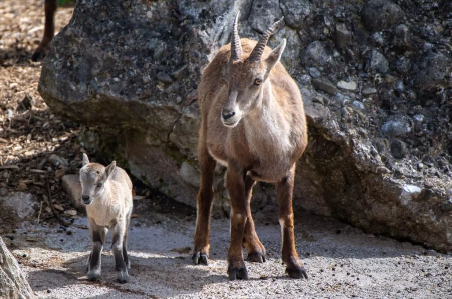 Steinbock