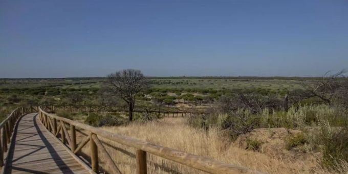Blick auf den Naturpark von Doñana. Beim Schutz des wegen des Tourismus und der intensiven Landwirtschaft von Austrocknung bedrohten Naturparadieses Coto de Doñana muss sich Spanien in Zukunft viel mehr anstrengen. Foto: María José López/Europapress/dpa Blick auf den Naturpark von Doñana. Beim Schutz des wegen des Tourismus und der intensiven Landwirtschaft von Austrocknung bedrohten Naturparadieses Coto de Doñana muss sich Spanien in Zukunft viel mehr anstrengen. Foto: María José López/Europapress/dpa