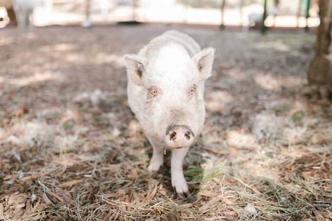Schweine lernen bis ins hohe Alter. Schwein