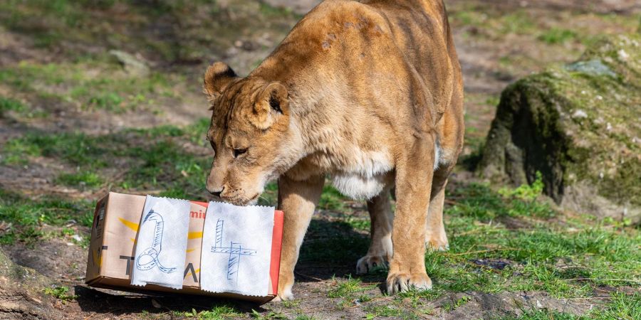 Die Löwin Zeta schnuppert an ihrem 24. Geburtstag am Geschenkkarton.