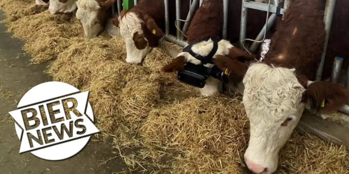 Mit VR-Brillen - Türkischer Bauer gaukelt Kühen grüne Wiesen vor