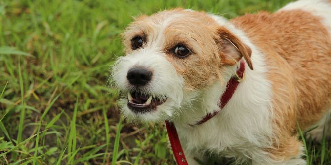 Hund Bellen Gras Halsband rot